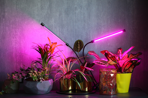 Everything You Should Know About Buying LED Grow Lights 