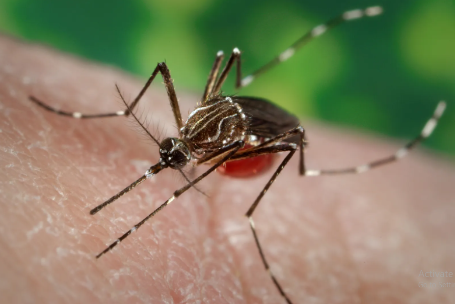 10 Symptoms of Dengue You Should Know About
