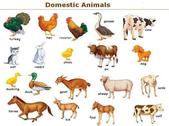 Name of Any 15+ Domestic Animals Names?