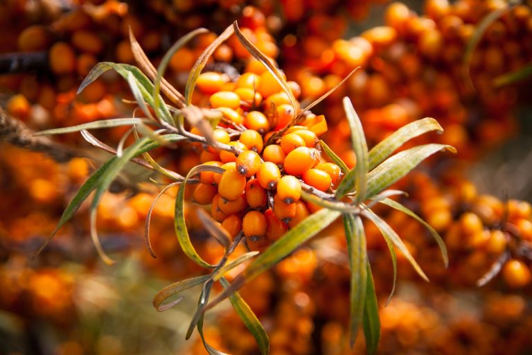 Miraculous Sea Buckthorn Fruit Rejuvenates And Protect The Heart