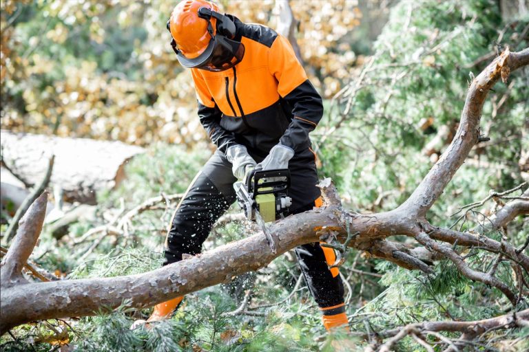 Who Should You Call When Tree Branches Fall?