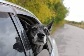 Pet Transport and How it Can Save You Money