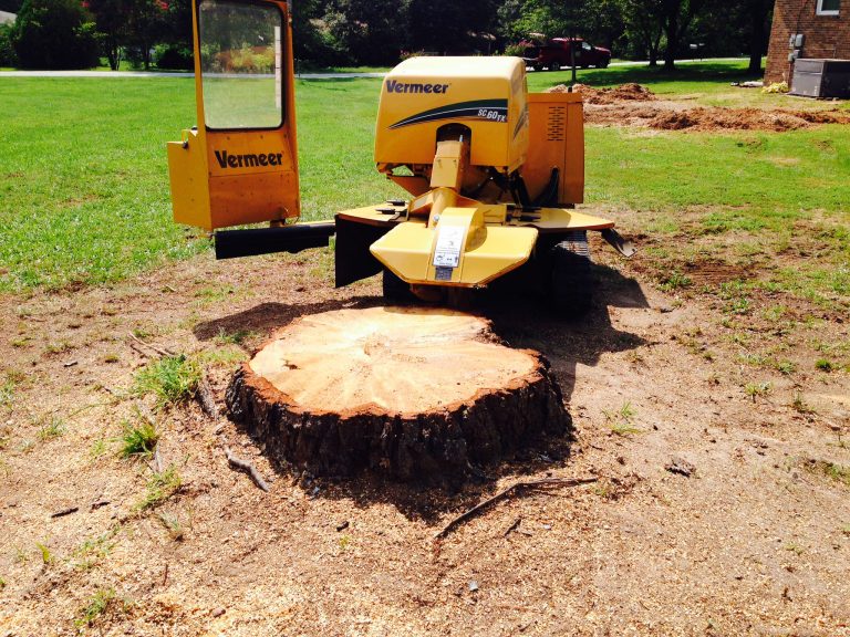 Cost of Hiring a Stump Removal Service