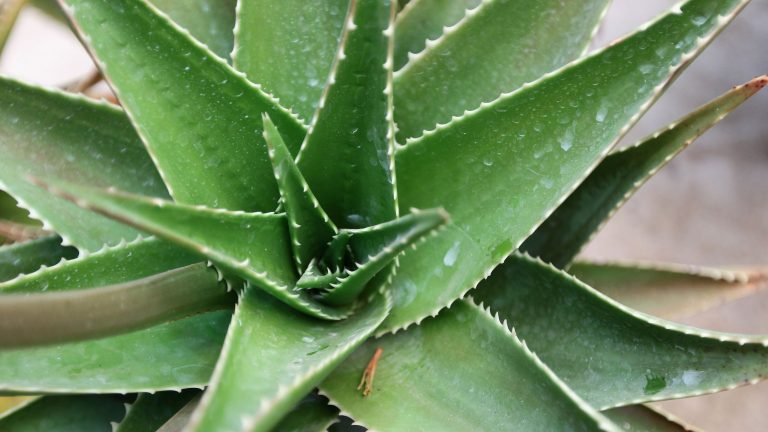 History Of Agave