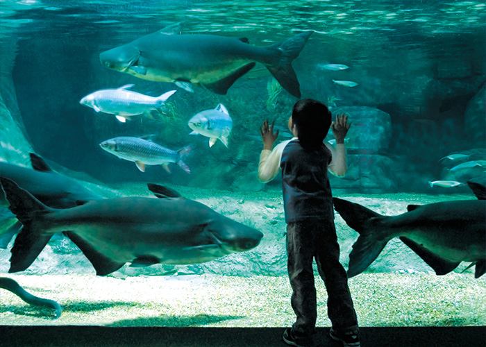 Largest Freshwater Aquarium?