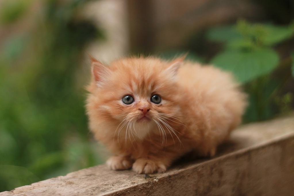 Common health problems in Persian cats and how to prevent them