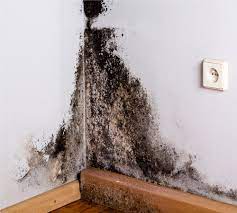 The process of mold abatement: What to expect when hiring a professional