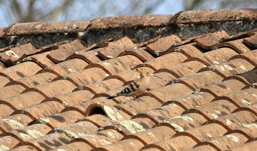 Three Types of Roofing Everyone Should Know About