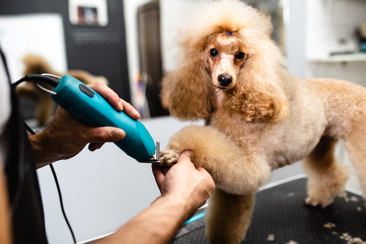 Tips to Choose a Reputable Pet Grooming Agency