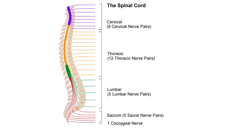 Types of Spinal Injuries and Their Causes