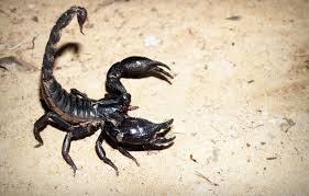 Appreciation of Night of Scorpion